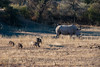 Breitmaulnashorn + Warzenschwein / Namibia