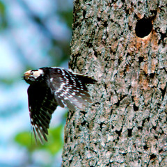 Lesser spotted woodpecker (f), Dryobates minor, Mindre hackspett