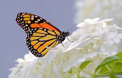 Monarch on Hydrangea