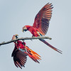 Red and green macaw (Ara chloropterus), Trinidad.
