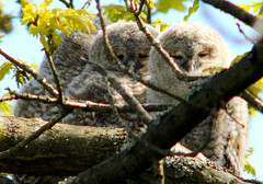 Owlets - Tawny owl, brown owl, Strix aluco, Kattuggla
