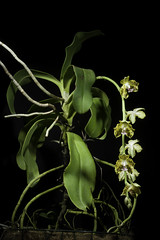 Phalaenopsis hygrochila J.M.H.Shaw, Orchid Rev. 123(1309, Suppl.): 23 (2015)