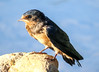 Recently-fledged juvenile barn swallow (Hirundo rustica)