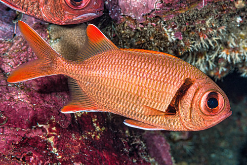 Epaulette soldierfish - Myripristis kuntee