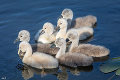 Little swans