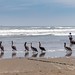Seven pelicans and a fisherman