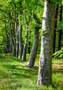 The beech forest near Sundbyholm, Sweden