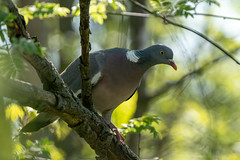 Common Wood Pigeon - Sepelkyyhky