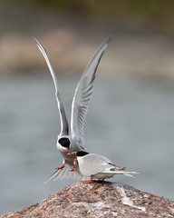 Male common tern brings fish to female