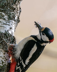 Great Spotted Woodpecker - Käpytikka