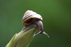 snail climbs the yukka