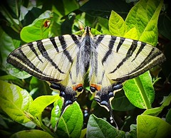 Zebra swallowtail - 