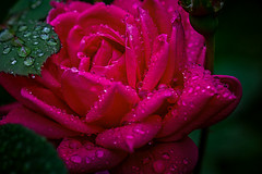 rainy day rose