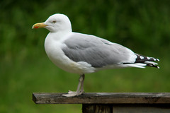 European herring gull, Larus argentatus, Gråtrut