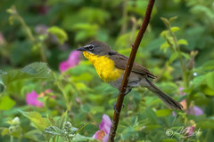 Yellow-breasted Chat / Ictérie polyglotte