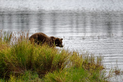 Wildness Was Meant to Be (Katmai National Park & Preserve)