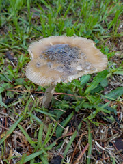 Raindrops On A Mushroom.