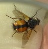 Breitfl�gelige Raupenfliege (Ectophasia crassipennis) (2)