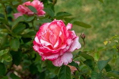 2020-149 Pink Rose
