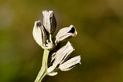 Anglų lietuvių žodynas. Žodis salvia farinacea reiškia <li>Salvia farinacea</li> lietuviškai.