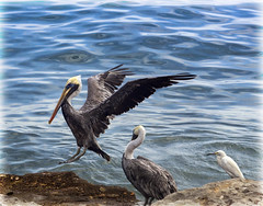 How to Pick Up a Pelican (Imaginative Story)