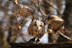 Flight of eagle owl