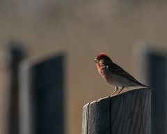 Common Rosefinch - Punavarpunen