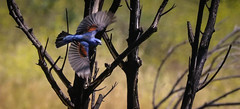 Interesting times....Blue Grosbeak 174  1   Malibu Creek State Park   Southern California_