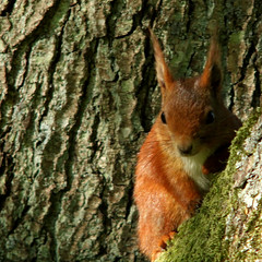 Red squirrel, Ekorre