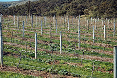 Vitis sp. (vineyard at Sellicks Hill, South Australia) 2