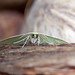 0067 Moth (1)