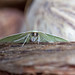 0067 Moth (5)