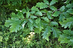 Anglų lietuvių žodynas. Žodis swamp chestnut oak reiškia pelkė kaštonas, ąžuolas lietuviškai.