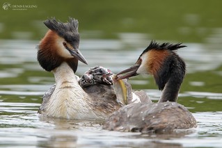 Great crested grebe family