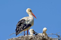 STORKS IN THE SKY- Mom and its two chicks