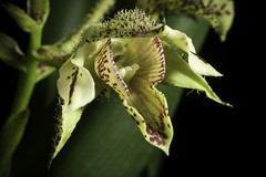 Dendrobium finisterrae '#200429' Schltr., Repert. Spec. Nov. Regni Veg. Beih. 1: 495 (1912)