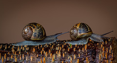 Racing Snails