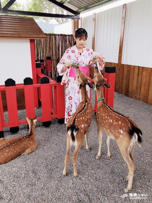 【宜蘭三星】張美阿嬤農場- 一秒飛日本 穿美美和服餵小鹿｜門票 交通資訊 @魚樂分享誌