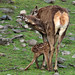 Red deer with fawn