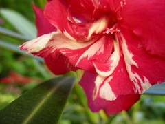 Anglų lietuvių žodynas. Žodis nerium oleander reiškia <li>nerium oleander</li> lietuviškai.