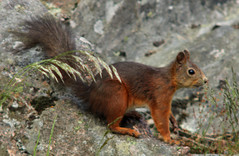 Eurasian red squirrel, Sciurus vulgaris, Ekorre