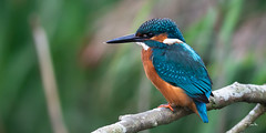 Kingfisher (m) - Alcedo atthis