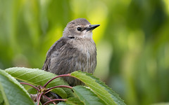 Starling fledgling