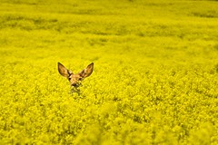 Deer in Canola Field 9976 C (Explored)