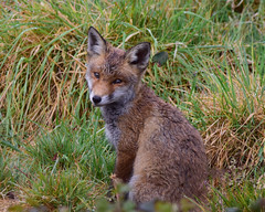 Fox cub in the rain