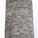 Column of Trajan, Dacian captives (scene 43); Trajan performs sacrifice (scene 53); draft animals transport provisions (scene 62); Romans prepare to attack (scene 66)