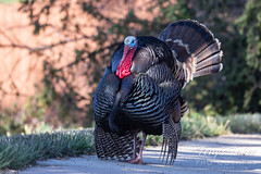 June 7, 2020 - One of the Eastlake turkeys out for a stroll. (Tony's Takes)