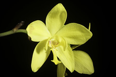 Spathoglottis kimballiana var. antiquensis T.Green, Orchid Digest 65: 89 (2001)