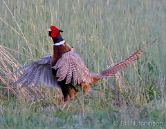 June 2, 2020 - Ring-necked pheasant looking for love. (Bill Hutchinson)