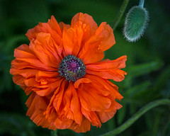 The Color Poppy